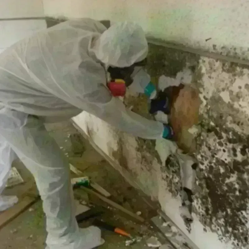 Mold Remediation and Removal in Central City, AZ